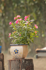 Fototapeta na wymiar flores rosas en Matera