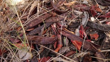 Carob and leaf litter all over the ground