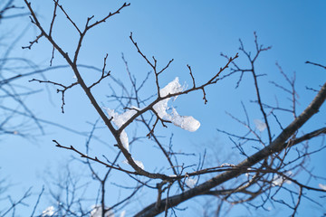 Cold winter snowy landscape.