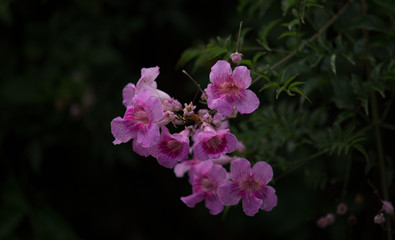 beautiful purple flower on dark black ground  