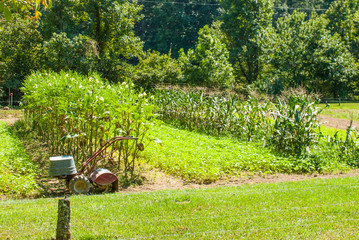 A cute little piece of farm land in Georgia. This lush green vegetation thrives under the sun and blue skies