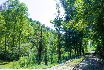 A disused overgrown railway line cuts through the trees of a lush green forest. The route has not been used in a long time but is still visible beneath the undergrowth
