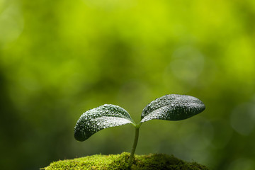 水滴のついた双葉　エコイメージ