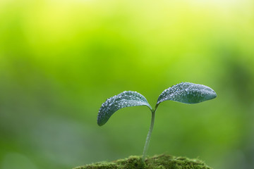 水滴のついた双葉　エコイメージ