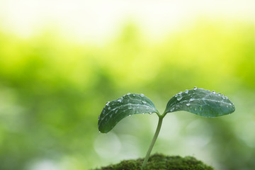 水滴のついた双葉　エコイメージ