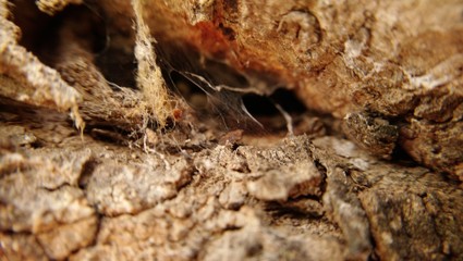 Cobweb on a hole in the ground