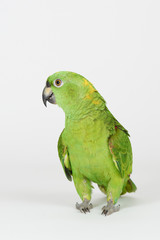 Crazy green color parrot