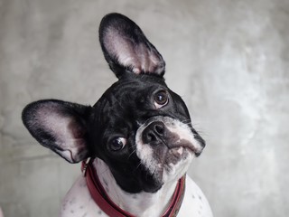 french bulldog on white background