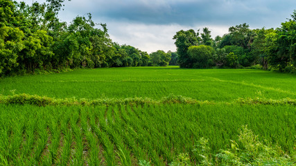 Fototapeta na wymiar Wet Paddy Agricultural field.