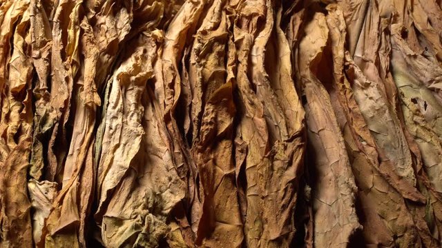 Manufacture of tobacco. Drying tobacco. Classical way of drying tobacco leaves.. Dolly shot, sliding camera move and selective focus. Tobacco close up, 4k footage. 