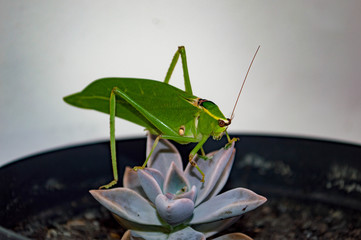 grasshopper on leaf