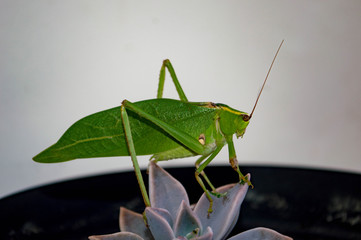 grasshopper on green leaf