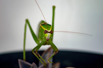 grasshopper on leaf