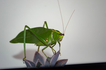 grasshopper on green background