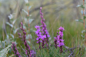  violet wildflowers in prairie meadow