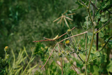 grasshopper on the green grass