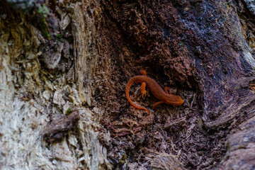 Salamander Along a Trail