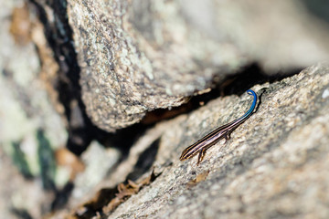 Salamander Along a Trail