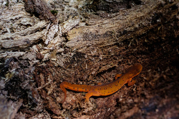 Salamander Along a Trail