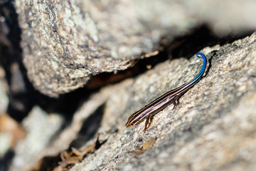 Salamander Along a Trail