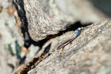 Salamander Along a Trail