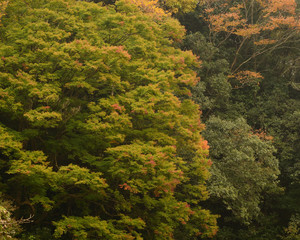秋　紅葉　深まる秋