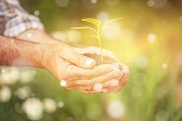 Pure green plant with soil in human hands on background