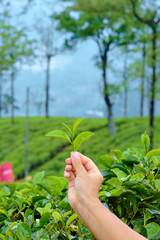 Fototapeta na wymiar Hand Holding Green Leaves of Tea Plant Closeup