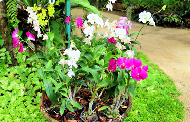 flowers in the garden