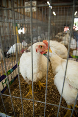 chicken cage at county fair