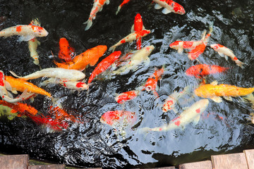 Obraz na płótnie Canvas fish in the water