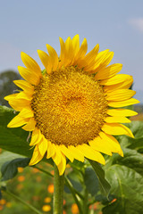 Sunflower in the field.