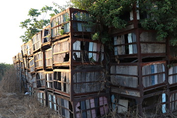 house in the orange garden