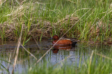 Cinnamon Teal