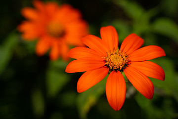 Orange flowers