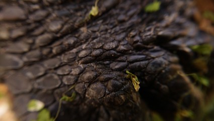 Tortoise scales , latin name : trachemys scripta
