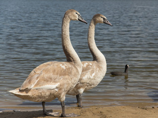 two young swans on the shore of a summer lake 