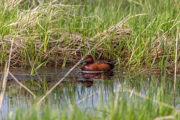 Cinnamon Teal
