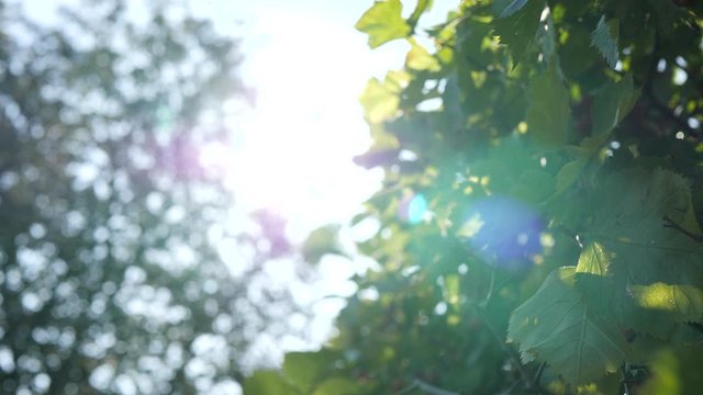 Autumn leaves in the wind with sunflares in background