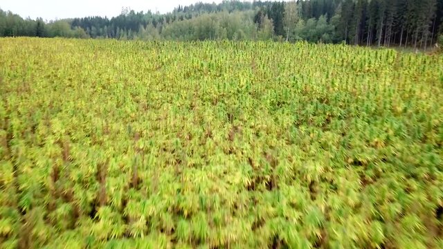 This video is about Hemp fields
