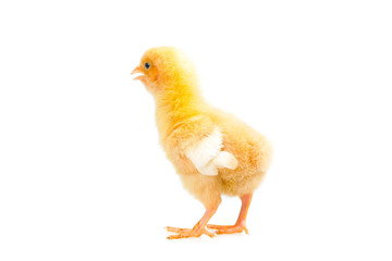 chick or little chicken isolated on white background  Agriculture, farm and Livestock Concept