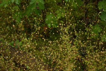 background of green leaves