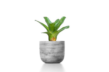 Bromeliad green in cement vase pot isolated on white background.