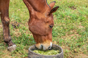Naklejka na ściany i meble Horse feeding from a bowl 