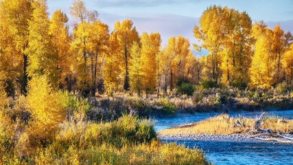 A beautiful autumn landscape scene with a forest of cottonwood trees in Grand Teton National Park,...