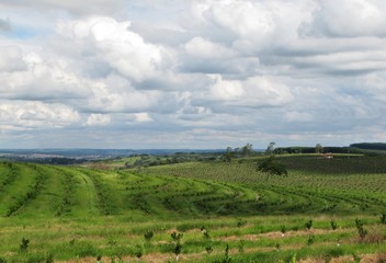 Fototapeta na wymiar Agriculture field landscape