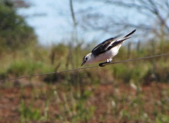 Caracara (Caracara plancus) perched on a tree trunk with a clear blue sky in the background, showcasing the majestic bird of prey native to the Americas.