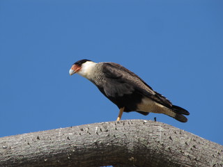 A one leg Southern Caracara