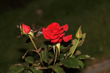 Art photo rose petals isolated on the natural blurred background. Closeup. For design, texture, background. Nature.