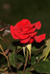Art photo rose petals isolated on the natural blurred background. Closeup. For design, texture, background. Nature.